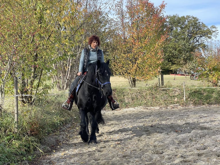 Fell pony Gelding 18 years 13,3 hh Black in Jesenwang