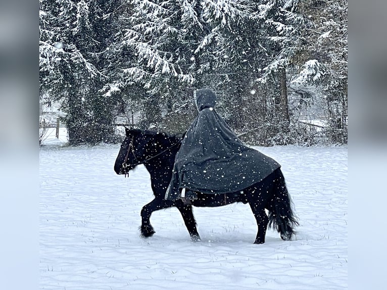 Fell pony Gelding 18 years 13,3 hh Black in Jesenwang