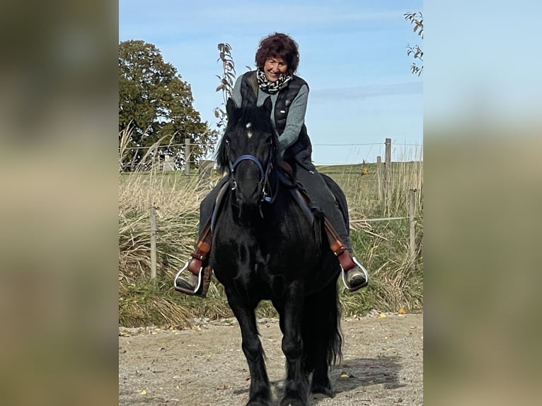 Fell pony Gelding 18 years 13,3 hh Black in Jesenwang