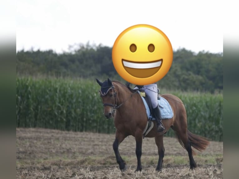 Fell pony Gelding 18 years 14 hh Brown in SprockhövelSprockhövel