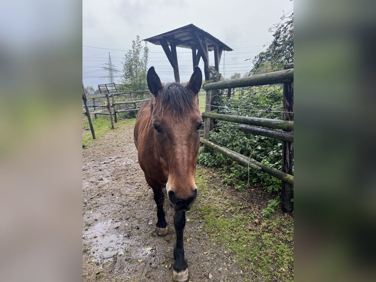 Fell pony Gelding 18 years 14 hh Brown in SprockhövelSprockhövel