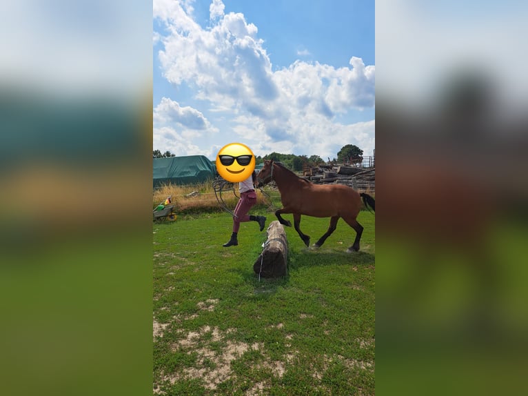 Fell pony Gelding 18 years 14 hh Brown in SprockhövelSprockhövel