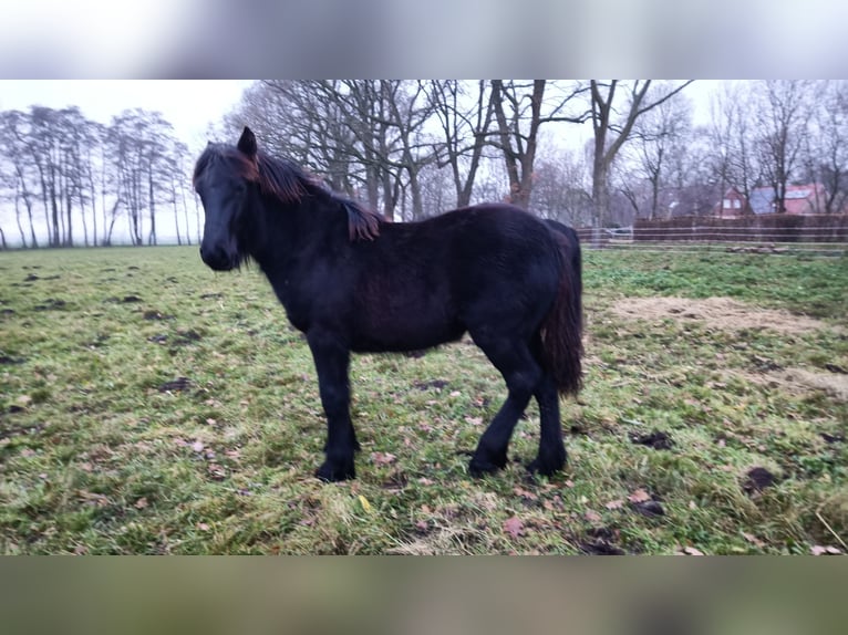 Fell pony Gelding 1 year 13,2 hh Black in Weener