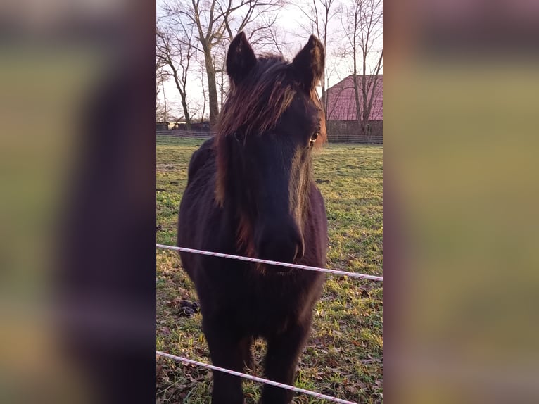 Fell pony Gelding 1 year 13,2 hh Black in Weener