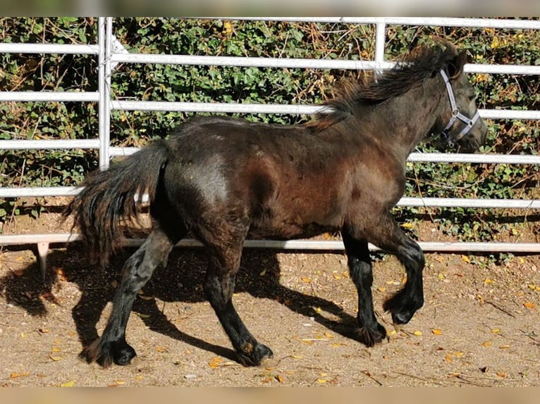 Fell pony Gelding 1 year 13,3 hh Black in Schuttertal