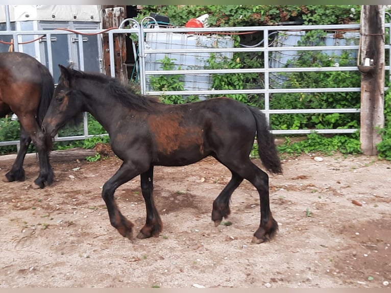 Fell pony Gelding 1 year 13,3 hh Black in Schuttertal