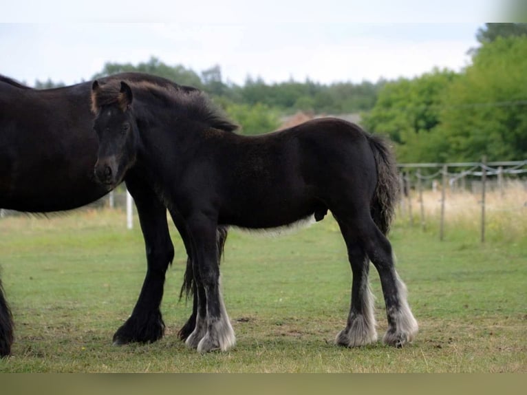 Fell pony Gelding 2 years 13,1 hh Black in Santok