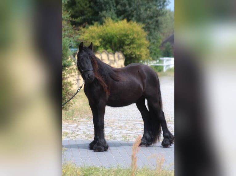 Fell pony Gelding 3 years 13,2 hh Black in Santok