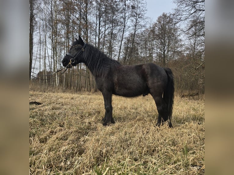 Fell pony Gelding 4 years 13,3 hh Black in Orzysz