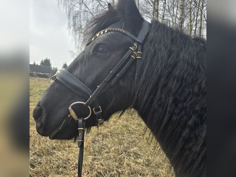 Fell pony Gelding 4 years 13,3 hh Black in Orzysz