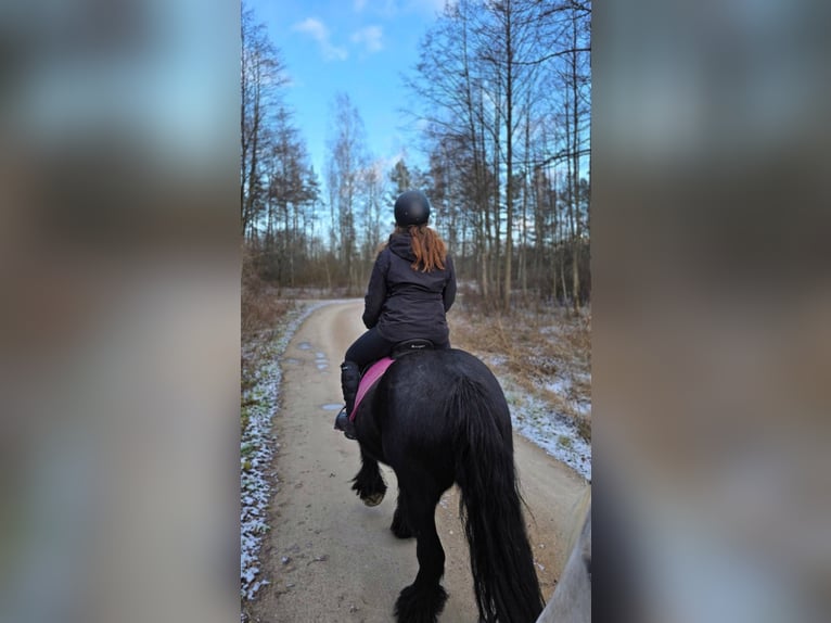 Fell pony Gelding 4 years 13,3 hh Black in Orzysz