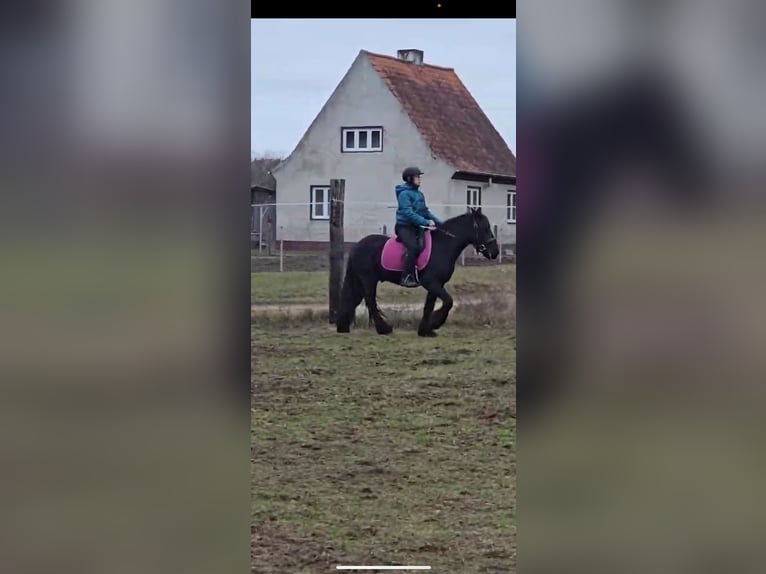 Fell pony Gelding 4 years 13,3 hh Black in Orzysz