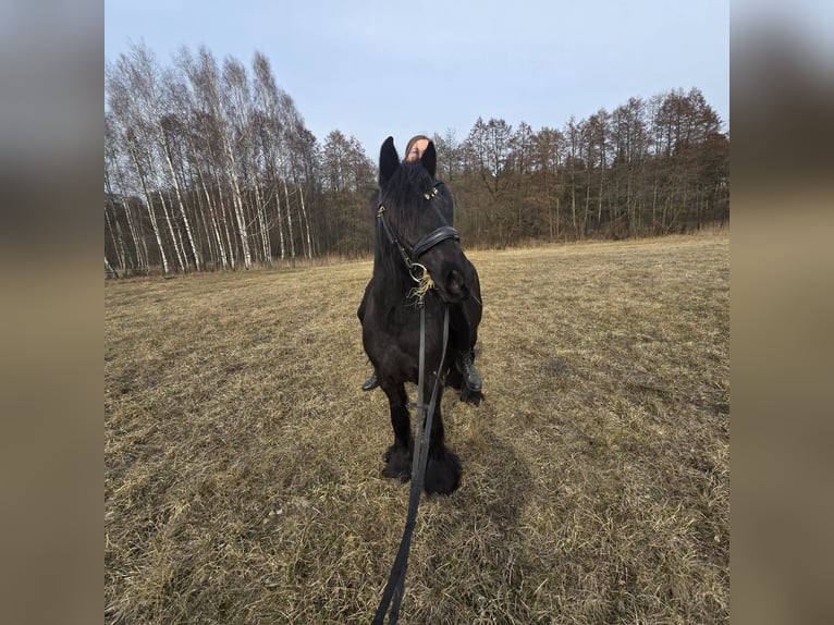 Fell pony Gelding 4 years 13,3 hh Black in Orzysz