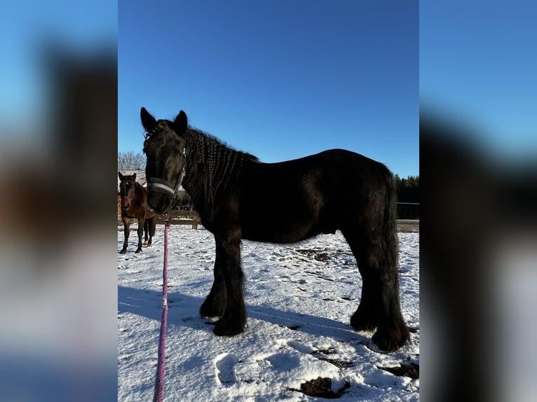 Fell pony Gelding 4 years 13,3 hh Black in Orzysz