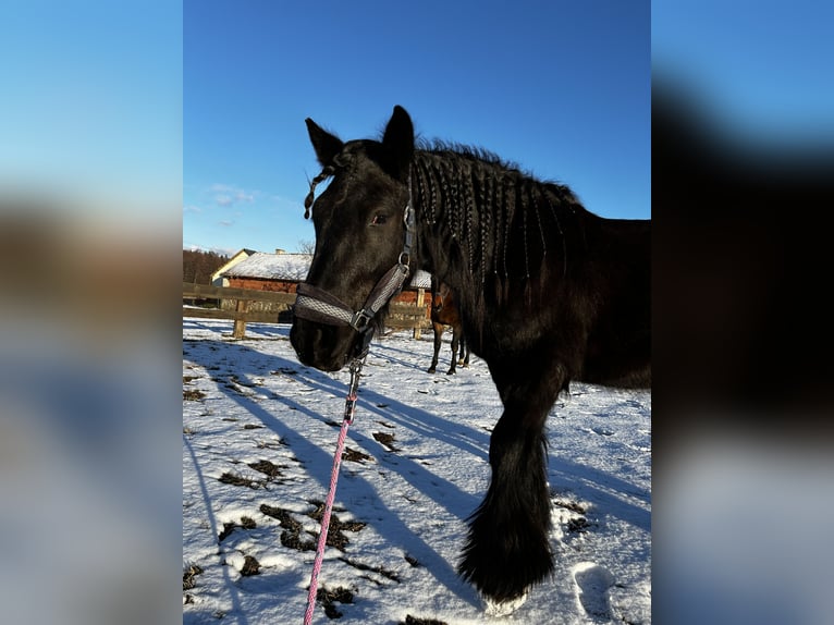 Fell pony Gelding 4 years 13,3 hh Black in Orzysz