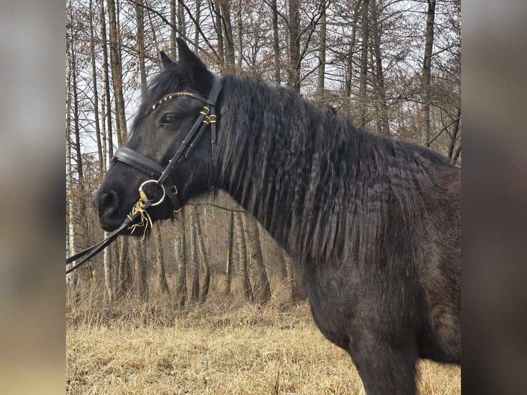 Fell pony Gelding 4 years 13,3 hh Black in Orzysz