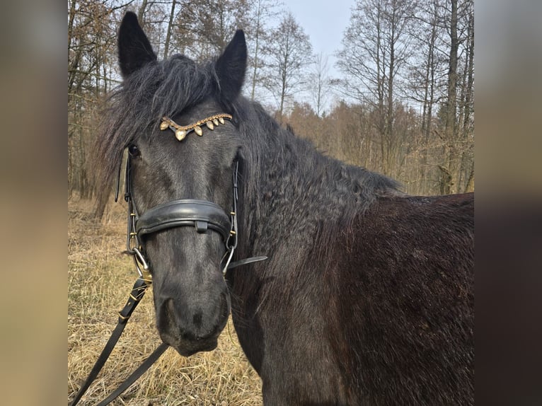 Fell pony Gelding 4 years 13,3 hh Black in Orzysz