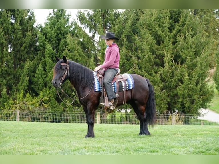 Fell pony Gelding 4 years 13,3 hh Black in Wooster