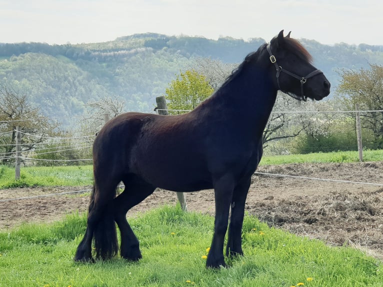 Fell pony Gelding 4 years 14,1 hh Black in Maxen