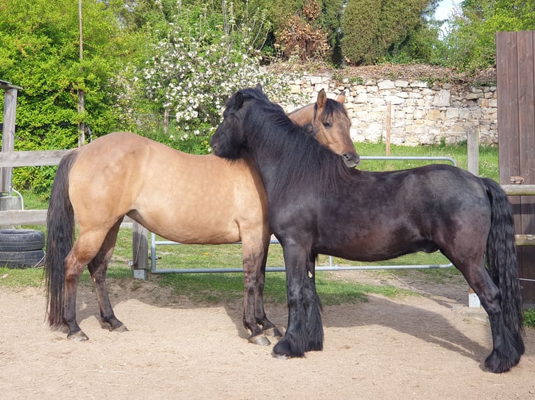 Fell pony Gelding 4 years 14,1 hh Black in Maxen