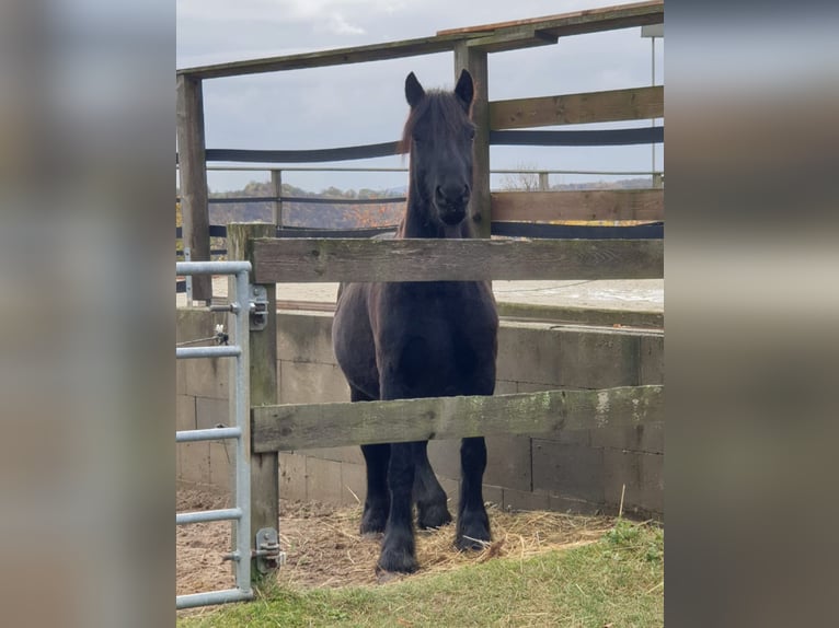 Fell pony Gelding 4 years 14,1 hh Black in Maxen