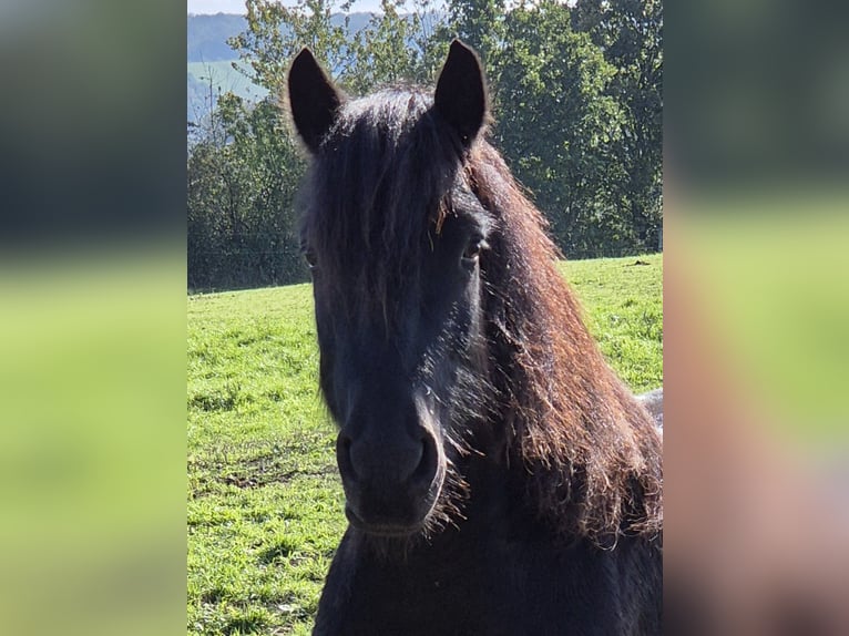 Fell pony Gelding 4 years 14,1 hh Black in Maxen