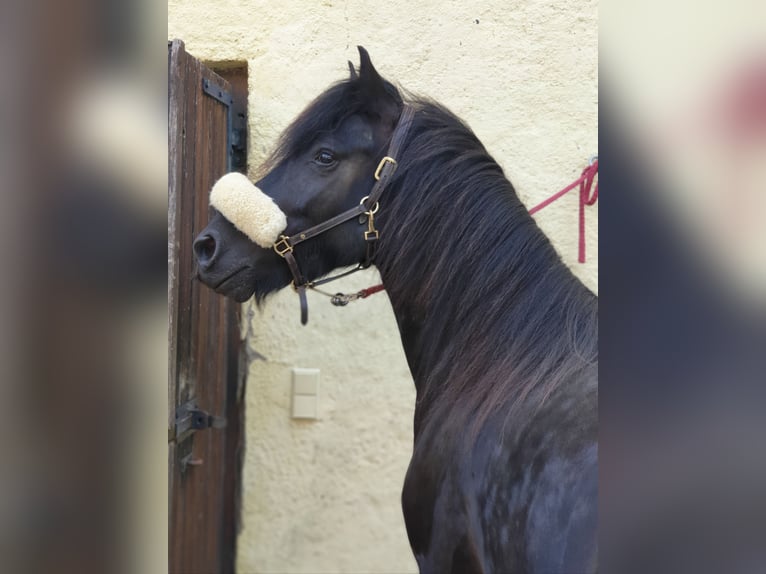 Fell pony Gelding 4 years 14,1 hh Black in Maxen