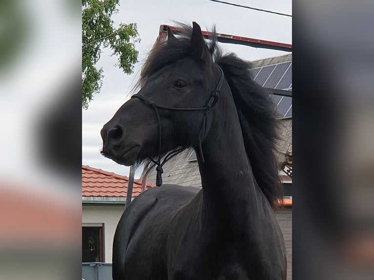 Fell pony Gelding 4 years 14,1 hh Black in Müglitztal