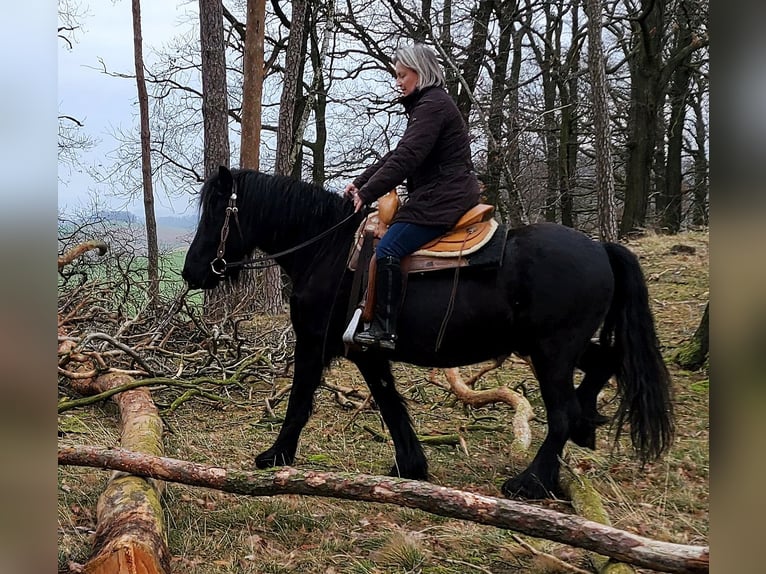 Fell pony Gelding 4 years 14,1 hh Black in Müglitztal