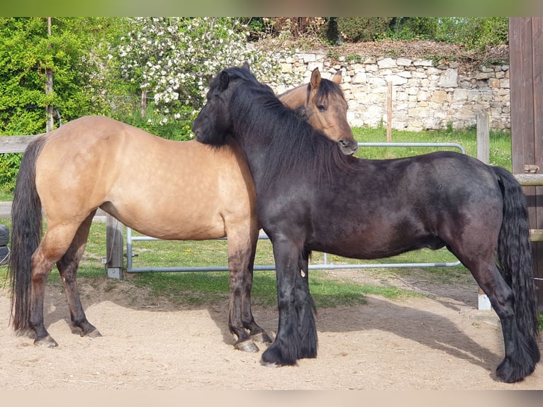 Fell pony Gelding 4 years 14,1 hh Black in Müglitztal