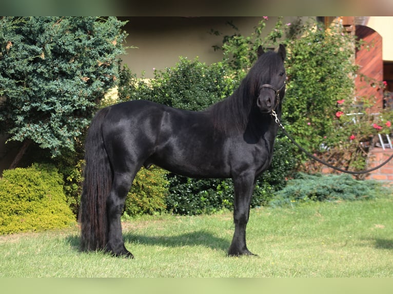 Fell pony Gelding 4 years 14,1 hh Black in Santok