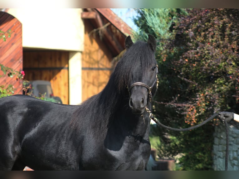 Fell pony Gelding 4 years 14,1 hh Black in Santok