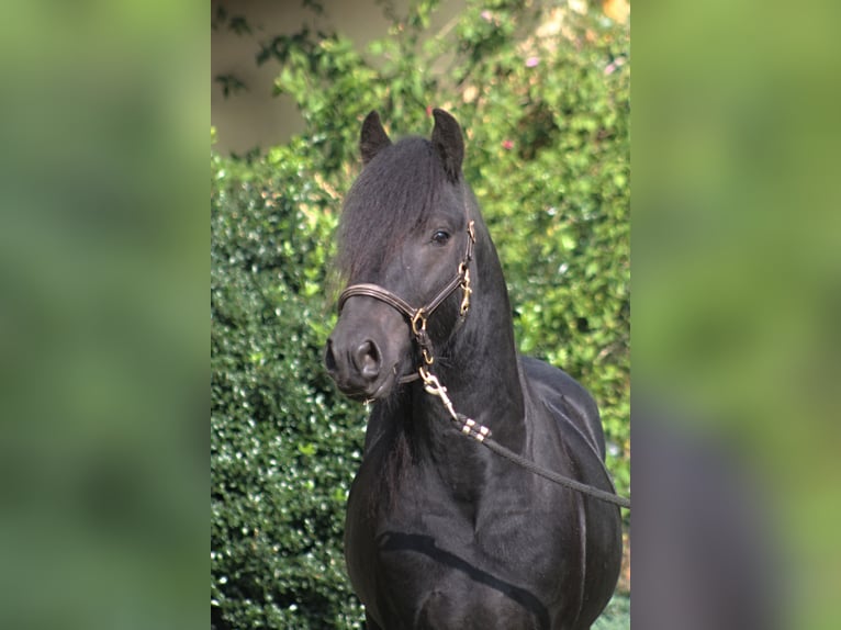 Fell pony Gelding 4 years 14,1 hh Black in Santok