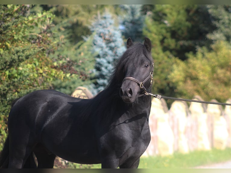Fell pony Gelding 4 years 14,1 hh Black in Santok