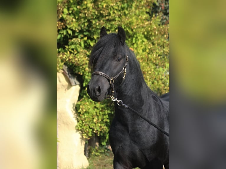 Fell pony Gelding 4 years 14,1 hh Black in Santok