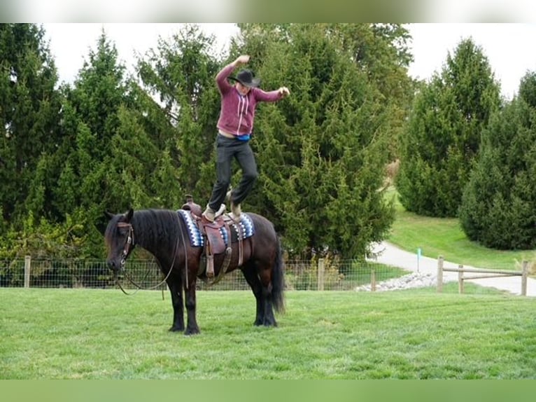 Fell pony Gelding 5 years 13.3 hh Black in Wooster