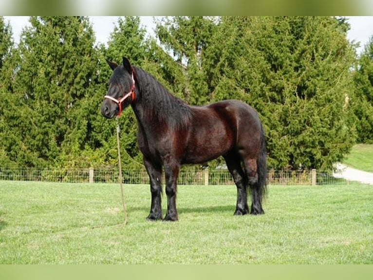 Fell pony Gelding 5 years 13,3 hh Black in Wooster
