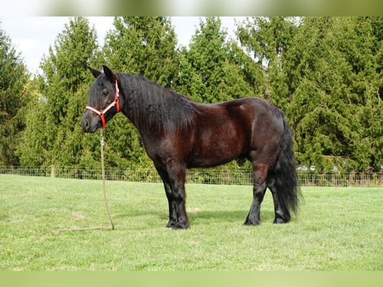 Fell pony Gelding 5 years Black in Wooster