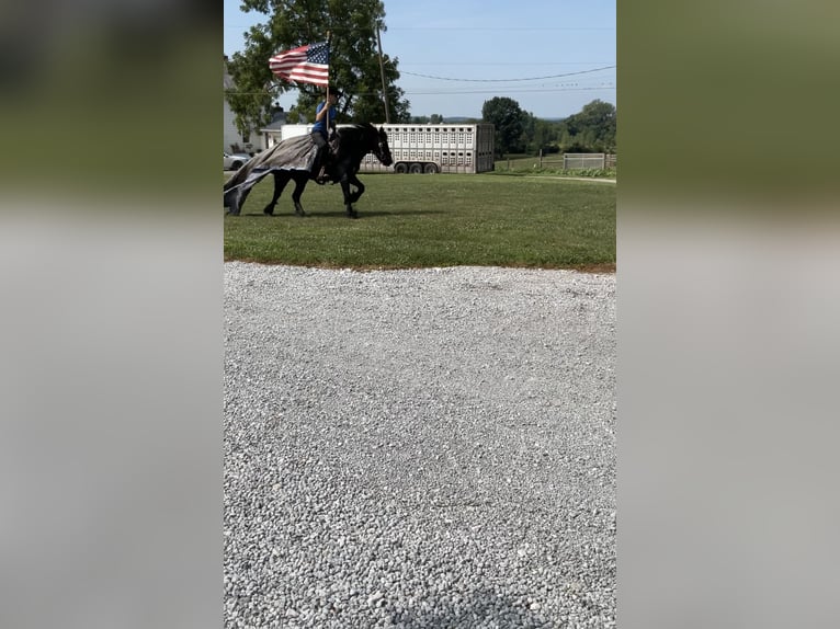 Fell pony Gelding 6 years 13,3 hh Black in Wooster