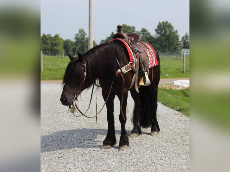 Fell pony Gelding 6 years 14,3 hh Black in Fredericksburg