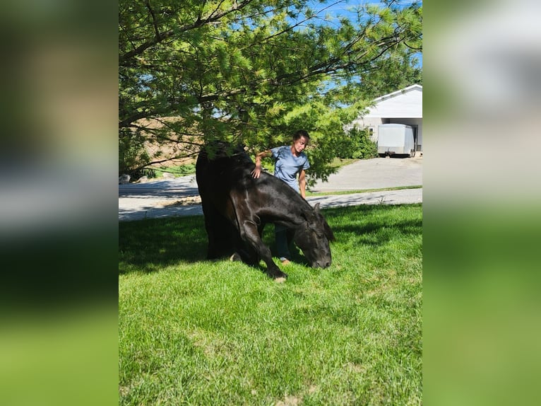 Fell pony Gelding 6 years 14,3 hh Black in Fredericksburg