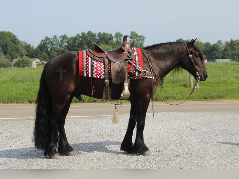 Fell pony Gelding 6 years 14,3 hh Black in Fredericksburg