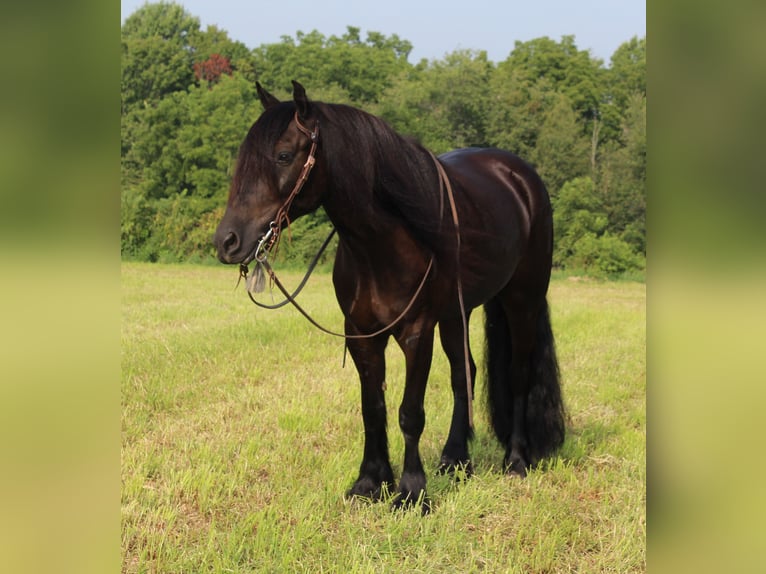 Fell pony Gelding 6 years 14,3 hh Black in Fredericksburg