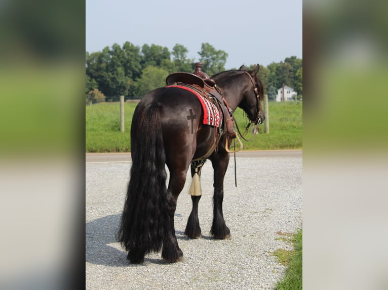 Fell pony Gelding 6 years 14,3 hh Black in Fredericksburg