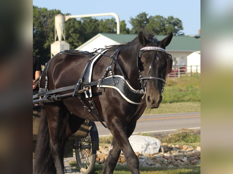 Fell pony Gelding 6 years 14,3 hh Black in Fredericksburg