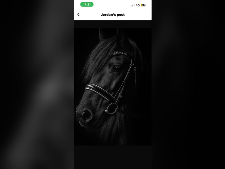 Fell pony Gelding 7 years 13,3 hh Black in Chobham