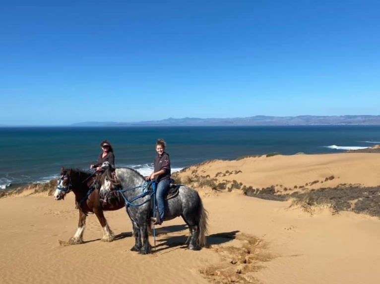 Fell pony Gelding 8 years 14 hh Gray-Dapple in Bitterwater CA