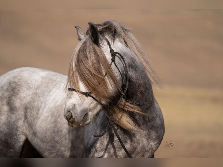 Fell pony Gelding 8 years 14 hh Gray-Dapple in Bitterwater CA