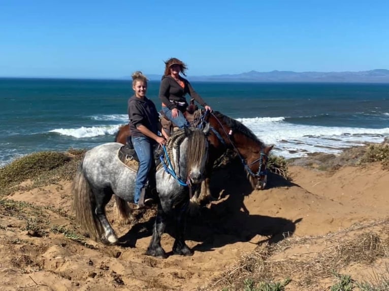 Fell pony Gelding 8 years 14 hh Gray-Dapple in Bitterwater CA