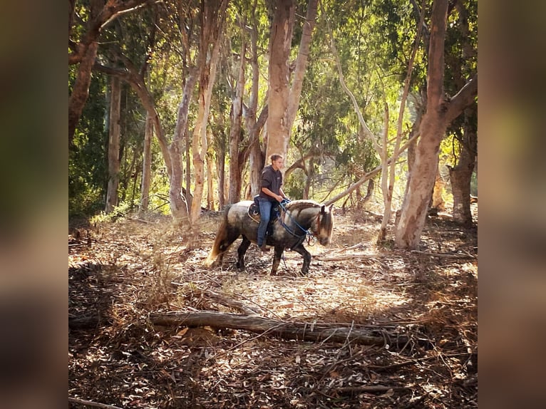 Fell pony Gelding 8 years 14 hh Gray-Dapple in Bitterwater CA